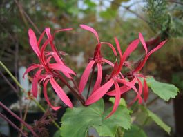 Naturform Geranie: 'Pelargonium stenopetalum`- eine Pflanze!